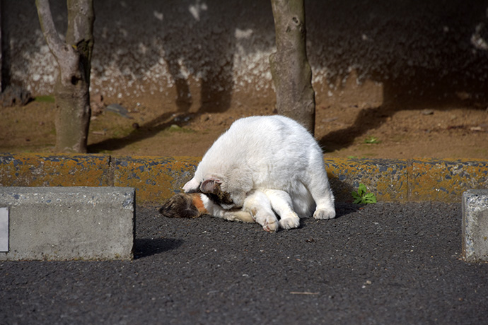 街のねこたち
