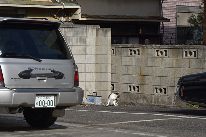 街のねこたち