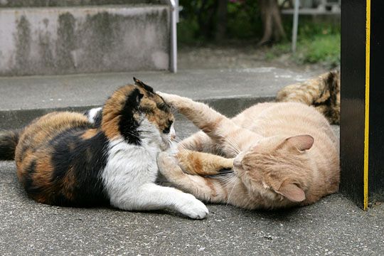 街のねこたち