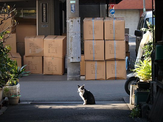 街のねこたち