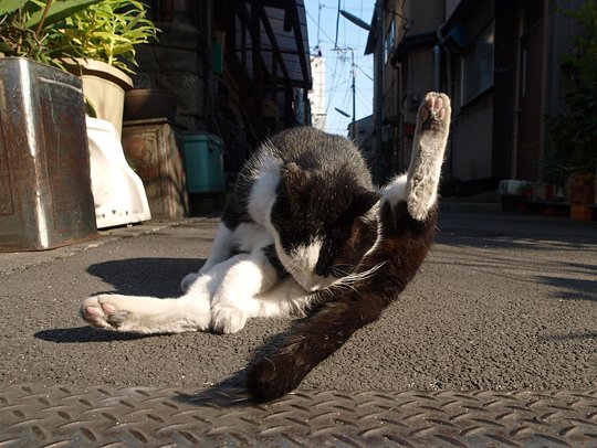 街のねこたち