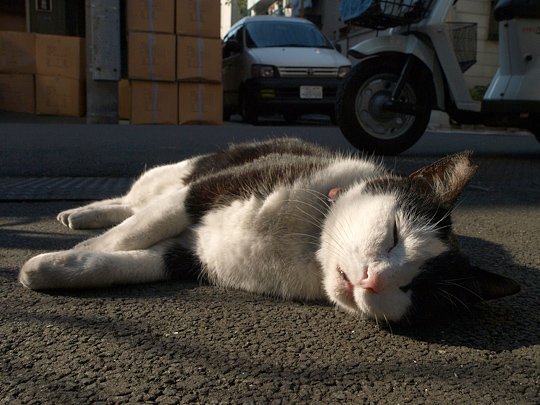 街のねこたち