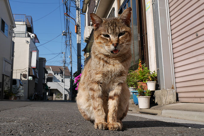 街のねこたち