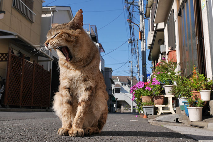 街のねこたち