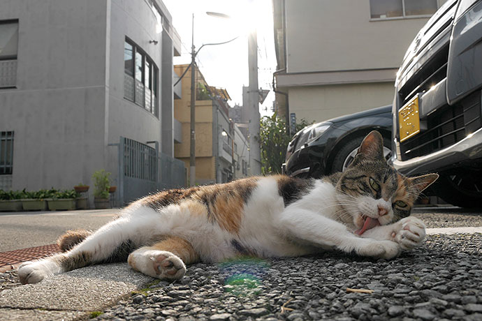 街のねこたち