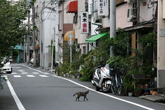 街のねこたち