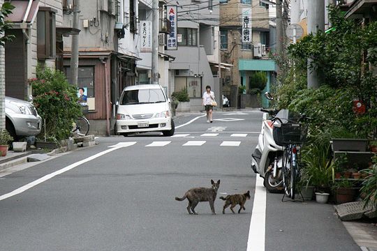 街のねこたち