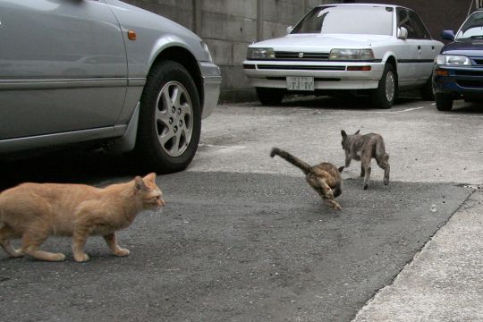 街のねこたち