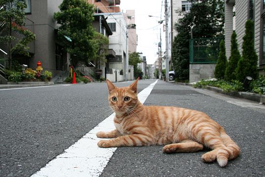 街のねこたち