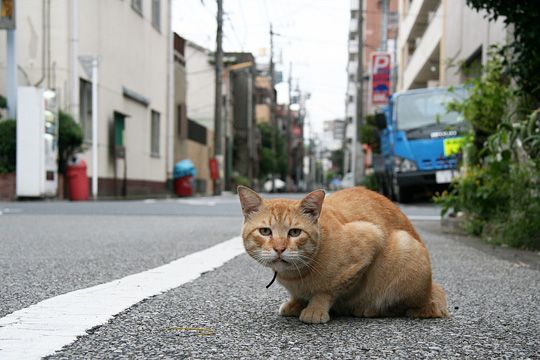 街のねこたち