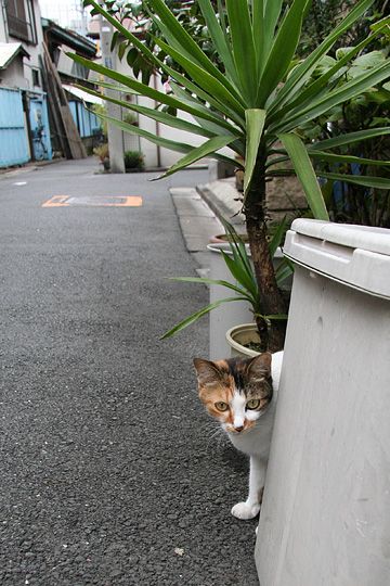 街のねこたち