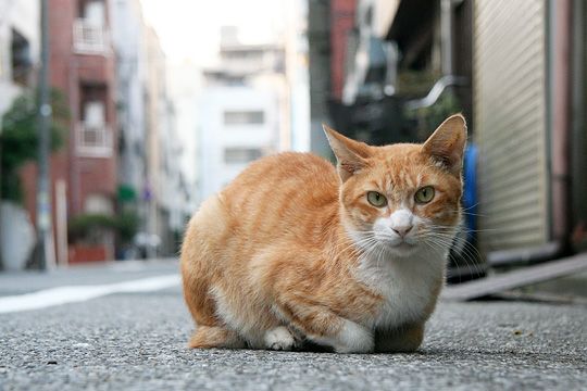 街のねこたち