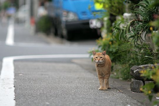 街のねこたち