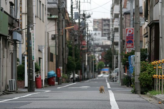 街のねこたち