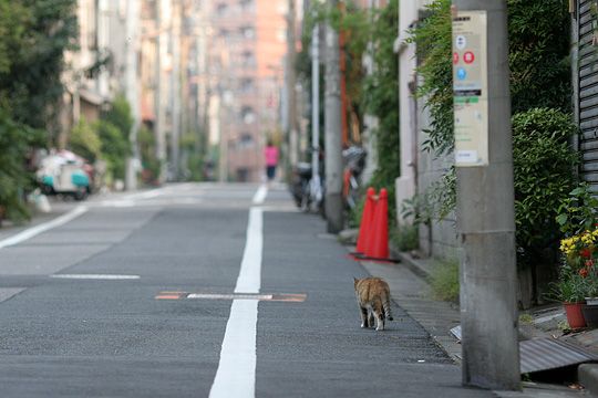 街のねこたち