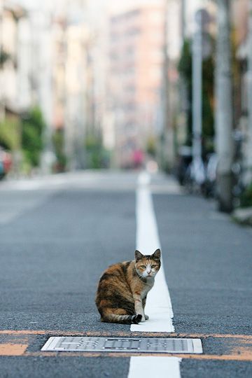 街のねこたち