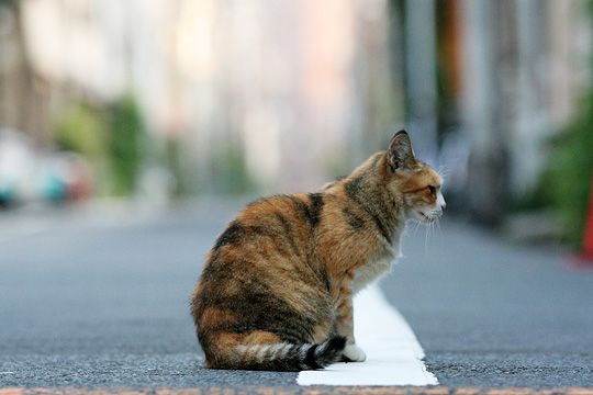 街のねこたち