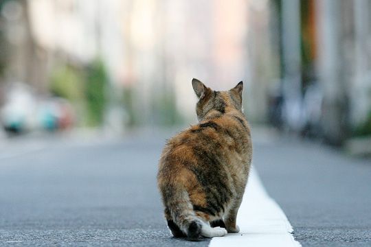 街のねこたち