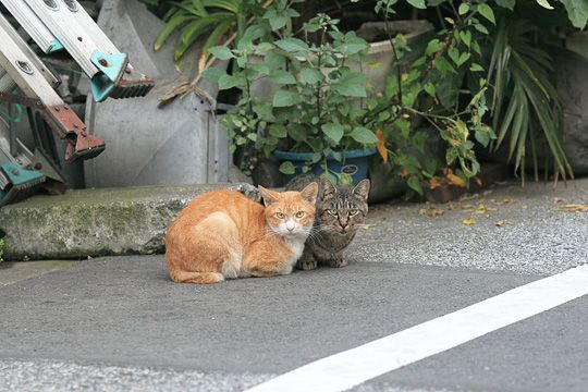 街のねこたち