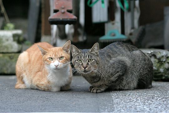 街のねこたち