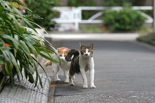 街のねこたち