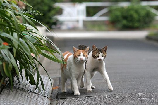 街のねこたち