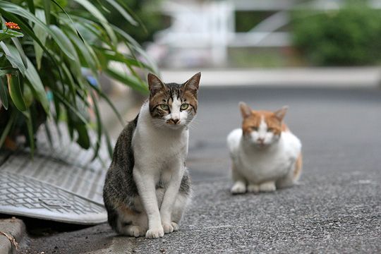 街のねこたち