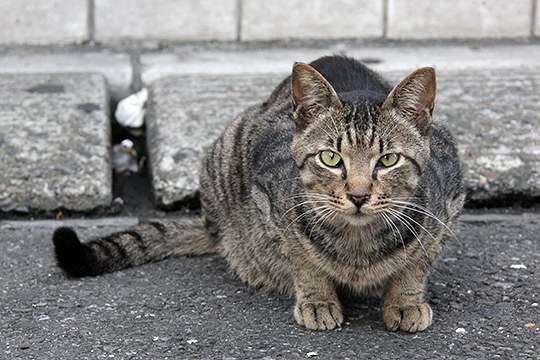 街のねこたち
