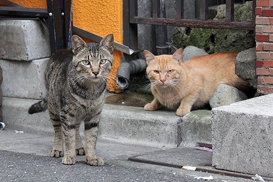街のねこたち