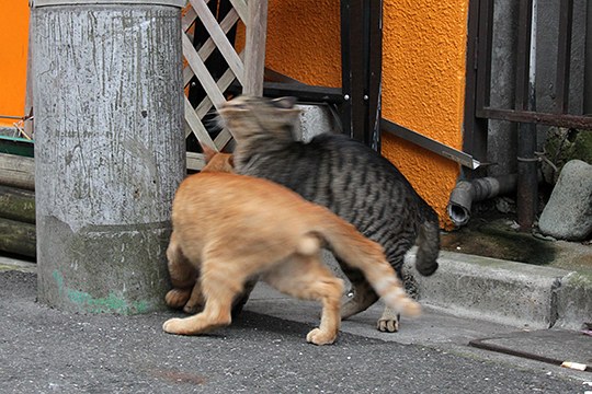 街のねこたち
