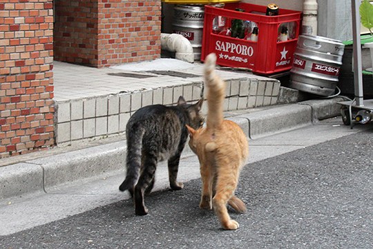 街のねこたち