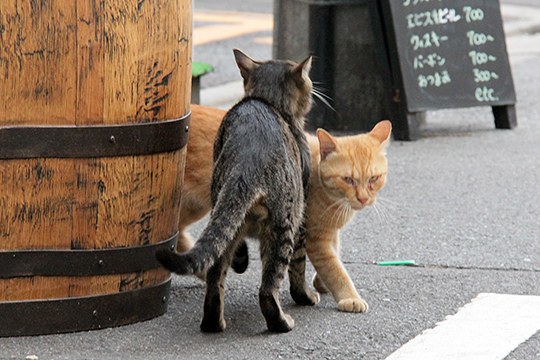 街のねこたち