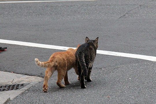 街のねこたち