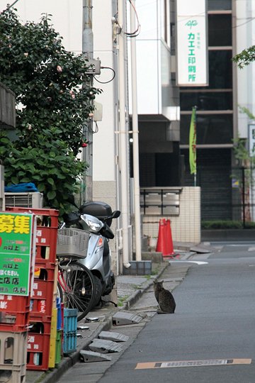 街のねこたち