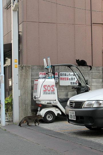 街のねこたち