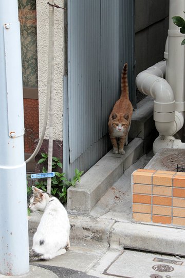 街のねこたち