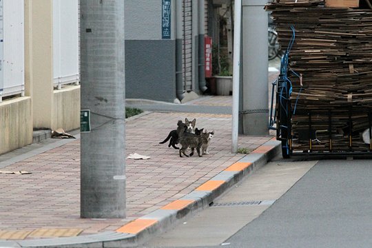 街のねこたち