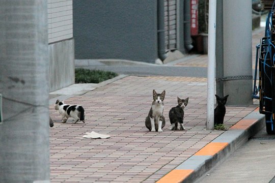街のねこたち