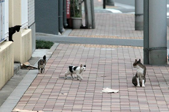 街のねこたち