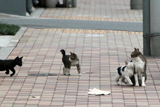 街のねこたち