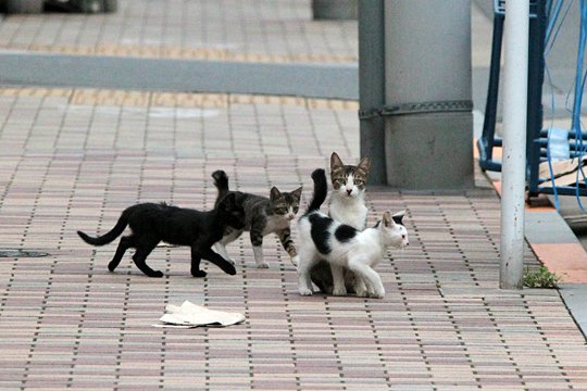 街のねこたち