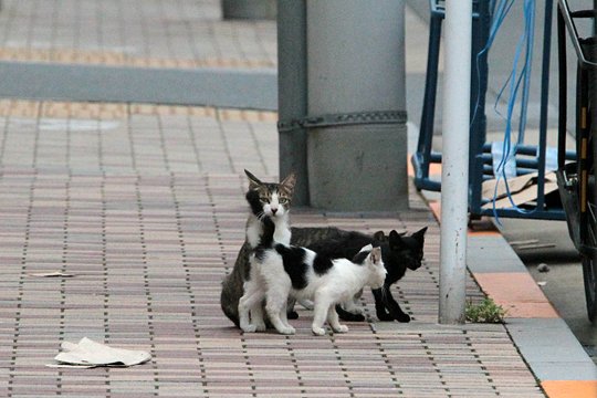 街のねこたち