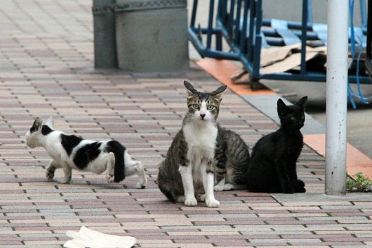 街のねこたち