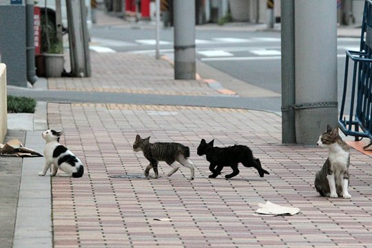 街のねこたち