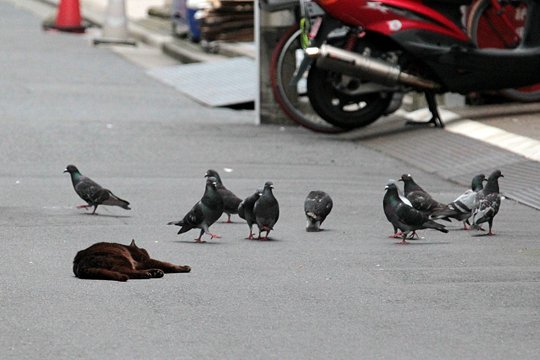 街のねこたち