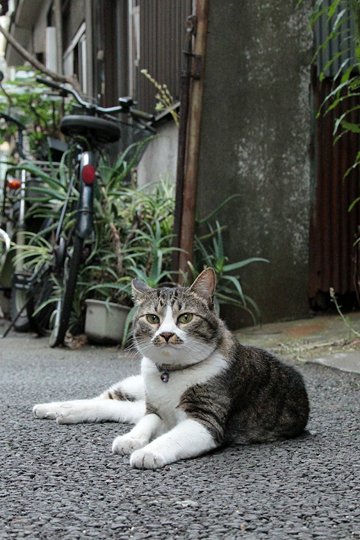 街のねこたち