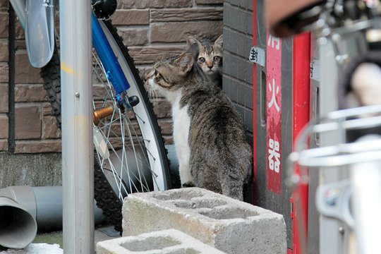 街のねこたち