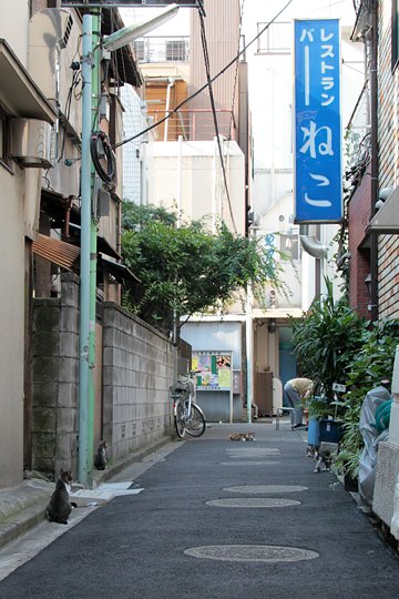 街のねこたち