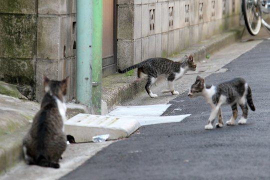 街のねこたち