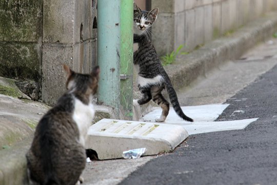 街のねこたち